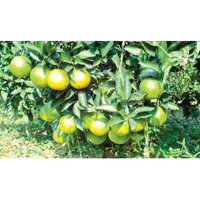 Cây giống Cam xoàn cao 100cm.