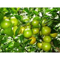 CÂY GIỐNG CAM XOÀN LAI VUNG SIÊU QUẢ [ CÂY GHÉP CHO QUẢ SỚM ] [ RẺ HƠN HOÀN TIỀN ]