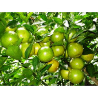 CÂY GIỐNG CAM XOÀN LAI VUNG SIÊU QUẢ [ CÂY GHÉP CHO QUẢ SỚM ] Freeship Xtra]
