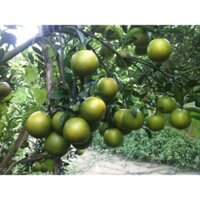 Cây giống Cam Xoàn Lai Vung siêu trái. [ Cho trái sớm ]. [ VUA CỦA CÁC LOẠI CAM ] [ CAM SOÀN ] [ RẺ HƠN HOÀN TIỀN ]