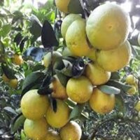Cây giống cam xoàn