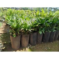 CÂY GIỐNG CAU LÙN TỨ QUÝ 100% GIỐNG CHUẨN NHƯ HÌNH [ BẦU TO CÂY KHỎE ]