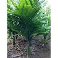 CÂY GIỐNG CAU LÙN TỨ QUÝ [ BẦU TO CÂY CAO KHỎE GẦN 1M NHƯ HÌNH  CAM KẾT GIỐNG  CHUẨN 100 % ] [ MỚI ]