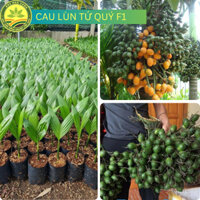 Cây Giống Cau Lùn Tứ Quý Loại F1, Cau Tứ Thời Ra Quả Quang Năm