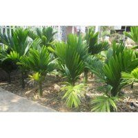 CÂY GIỐNG CAU LÙN TỨ QUÝ thế hệ mới giống chuẩn đẹp như hình  [ BẦU TO CÂY GIỐNG  CHUẨN 100 % ] [ RẺ HƠN H0ÀN TIỀN ]