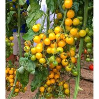 CÂY GIỐNG CÂY CÀ CHUA BI VÀNG SIÊU QUẢ, SIÊU KINH TẾ, SIÊU TỐT CHO SỨC KHỎE - CGCCCBV