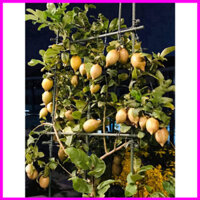 [Cây giống] Cây giống chanh vàng Mỹ Eureka - cây chiết cành cao ra quả sau đó 1 năm trồng