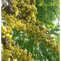 [Cây giống] Cây giống chùm ruột ngọt - cây giống ghép ra trái sau 3-4 tháng trồng tiếp theo