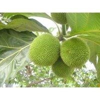 CÂY GIỐNG CÂY SAKE ĂN QUẢ VÀ LÀM BÓNG MÁT-CAM KẾT GIỐNG CHUẨN F1 - CGCSKAQBM ( sale sốc)