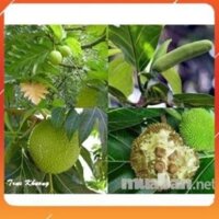 CÂY GIỐNG CÂY SAKE ĂN QUẢ VÀ LÀM BÓNG MÁT-CAM KẾT GIỐNG CHUẨN F1