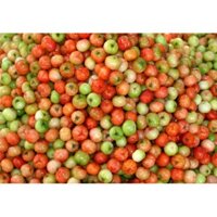 CÂY GIỐNG CÂY SƠ RI THÁI TRÁI NGỌT, SIÊU QUẢ, CAM KÉT CHUẨN GIỐNG F1 - CGCSRTF1