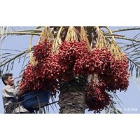 Cây Giống Chà Là Ăn Quả - Cây Giống Chà Là Trung Đông Nhập Khẩu