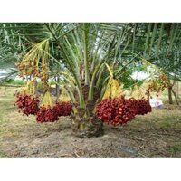 CÂY GIỐNG CHÀ LÀ ĂN QUẢ KHENAIZY-QUẢ ĐỎ TO, GIỐNG NHẬP KHẨU TRUNG ĐÔNG- CAM KÊT GIỐNG CHUẨN F1 - CGCLAQMDKHN ( cây khỏe)