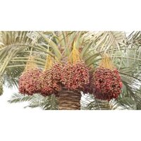 CÂY GIỐNG CHÀ LÀ ĂN QUẢ KHENAIZY-QUẢ ĐỎ TO, GIỐNG NHẬP KHẨU TRUNG ĐÔNG- CAM KÊT GIỐNG CHUẨN ( era town duc khai)