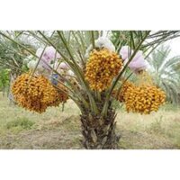 CÂY GIỐNG CHÀ LÀ DUBAI [ LOẠI CHÀ LÀ QUÝ TỘC - CÂY ĐANG RA LÁ THẬT ] (Freeship Xtra, Voucher Xtra +)