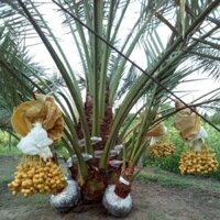 Cây giống  CHÀ LÀ NAM MỸ ( GIỐNG ĐANG RA LÁ THẬT NHƯ HÌNH- CÂY ƯƠM ĐƯỢC 3 NĂM, BẦU TO  ] (Freeship Xtra, Voucher Xtra +)