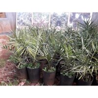 Cây giống  CHÀ LÀ NAM MỸ ( GIỐNG NHẬP KHẨU TỪ ÚC - CÂY ƯƠM ĐƯỢC 3 NĂM, BẦU TO KHỔNG LỒ  ]