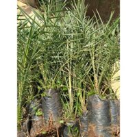 Cây giống  CHÀ LÀ NAM MỸ ( GIỐNG NHẬP KHẨU TỪ ÚC - CÂY ƯƠM ĐƯỢC 3 NĂM, BẦU TO  ]