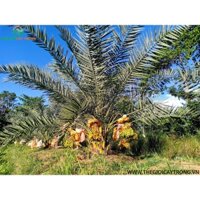 Cây giống  CHÀ LÀ NAM MỸ ( GIỐNG ĐANG RA LÁ THẬT NHƯ HÌNH- CÂY ƯƠM ĐƯỢC 3 NĂM, BẦU TO  ] (Hoàn Xu xtra + ...)