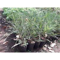 Cây giống  CHÀ LÀ NAM MỸ BẦU TO KHỔNG LỒ NHƯ HÌNH [ CÂY 3 NĂM TUỔI ] [ freeship extra + hoàn xu xtra +]