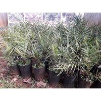 Cây giống  CHÀ LÀ NAM MỸ BẦU TO KHỔNG LỒ NHƯ HÌNH [ CÂY 3 NĂM TUỔI ] [ freeship extra +  ]