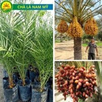 Cây giống chà là Nam Mỹ, loại cây cảnh, cây công trình mang nét đẹp mạnh mẽ đầy hoang sơ, cây giống cao 50cm dễ trồng 23