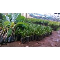 Cây giống Chà Là Nam Mỹ Quả Vàng [ giống nhập khẩu, có bảo hành 100% ra quả ]. (Hoàn Xu xtra + ...)