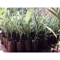 Cây giống Chà Là Nam Mỹ Quả Vàng [ giống nhập khẩu, có bảo hành 100% ra quả - CÂY ĐANG RA LÁ THẬT NHƯ HÌNH  ]. _)