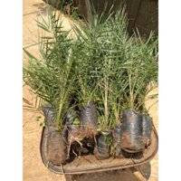 Cây giống Chà Là Nam Mỹ Quả Vàng [ giống nhập khẩu, có bảo hành 100% ra quả - CÂY ĐANG RA LÁ THẬT NHƯ HÌNH  ]. [ MỚI ]