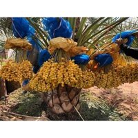 Cây giống Chà Là Nam Mỹ Quả Vàng [ giống nhập khẩu, có bảo hành 100% ra quả (frEEship Xtra Plus+)