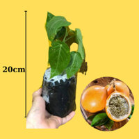 CÂY GIỐNG Chanh dây ngọt Colombia [ cây giống mới, bầu to, bộ rễ siêu khỏe, leo giàn nhanh ] Freeship Xtra]