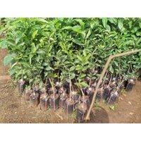 CÂY GIỐNG CHANH KHÔNG HẠT. [ vị thơm dịu thanh mát ] (Freeship xtra +Xu extra+)