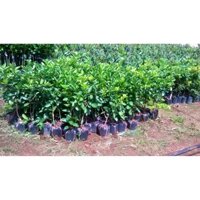 CÂY GIỐNG CHANH KHÔNG HẠT BẦU TO TÁN RỘNG TRƯỞNG THÀNH 1M ĐANG RA QUẢ. [ RẺ HƠN HOÀN TIỀN ]