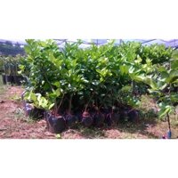 Cây giống Chanh không hạt ĐANG RA BÔNG HOẶC CÓ QUẢ RỒI [ bầu to, quả  chùm siêu sai ].