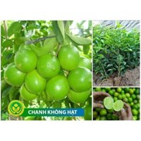 CÂY GIỐNG CHANH KHÔNG HẠT SIÊU SỚM [ CÂY CHIẾT ] (frEEship Xtra Plus+)