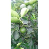 Cây giống chanh không hạt siêu trái