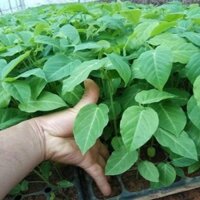 CÂY GIỐNG CHANH LEO VÀNG NGỌT COLUBIA NHIỆT ĐỚI SIÊU QUẢ SIÊU NĂNG SUẤT