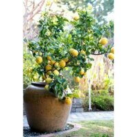 Cây  🌲 giống chanh Mỹ vàng