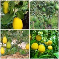 CÂY GIỐNG CHANH VÀNG MỸ ( CHANH TÂY) SIÊU QUẢ SIÊU NĂNG SUẤT- CAM KÊT GIỐNG CHUẨN F1