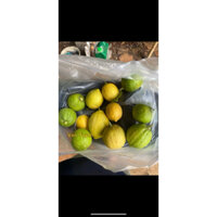 Cây giống chanh vàng Mỹ , cây nguyên bản , là cây chiết .cao 70cm đến 90cm