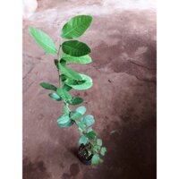 CÂY GIỐNG CHANH VÀNG MỸ như hình [  quả to gần bằng 1 quả cam - 100% giống NHẬP KHẨU ] [ MỚI ]