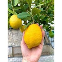 CÂY GIỐNG CHANH VÀNG MỸ quả to[ Có hàm lượng vitamin C cao gấp 5 lần chanh thường ] (Freeship Xtra, Voucher Xtra +)