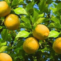 Cây Giống Chanh Vàng Mỹ Sắp Cho Hoa( Chanh tây)