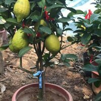 Cây Giống Chanh Vàng Mỹ Sắp Cho Hoa( Chanh tây)