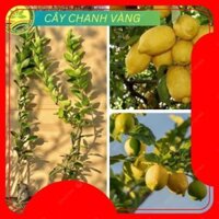 Cây giống Chanh Vàng Mỹ trái dài, giống cây ăn quả mới độc lạ, cây cho trái sau 1 năm trồng -94@
