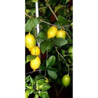 Cây giống chanh vàng Mỹ