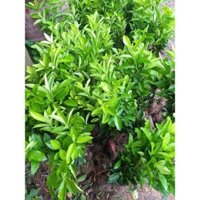 Cây Giống Chanh vàng mỹ freeship Extra +
