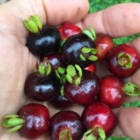 Cây giống cherry Brazil, giống cherry quả ngon ngọt