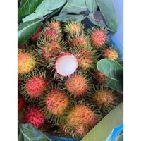 Cây giông chôm chôm indo