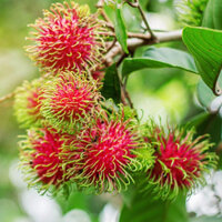 Cây giống chôm chôm java